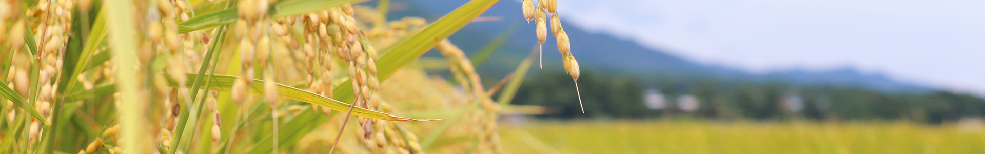 agriculture